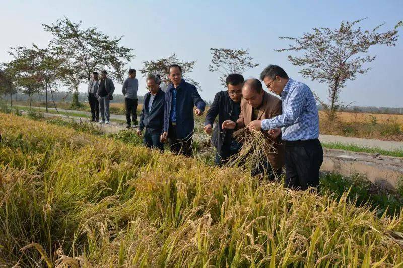 
泰州市农业农村局对水稻绿色高质高效建立事情开展交织互查【kycom】(图4)