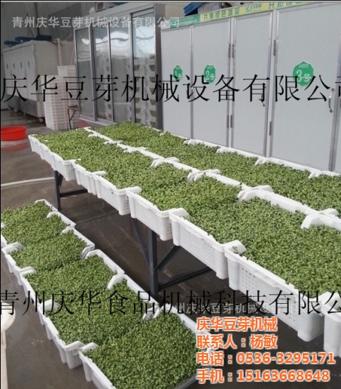 “kycom”2019年马哈鱼的价格多少钱一斤?马哈鱼有哪些主要价值?(图4)