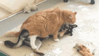 “kycom”
省农业农村厅通报2020年度农业行政处罚案卷评查情况(图1)