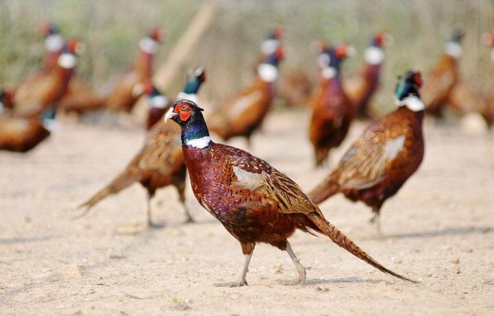 FPX首播骚话频出 Lwx惨遭全员针对：ky.com(图2)