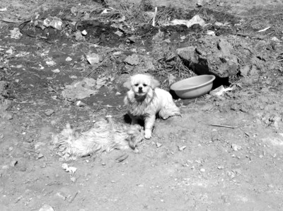 ky.com_淘汰鸡多少钱一斤?6月7日全国各地区淘汰鸡最新价格行情(图1) ky.com_淘汰鸡多少钱一斤?6月7日全国各地区淘汰鸡最新价格行情(图1)