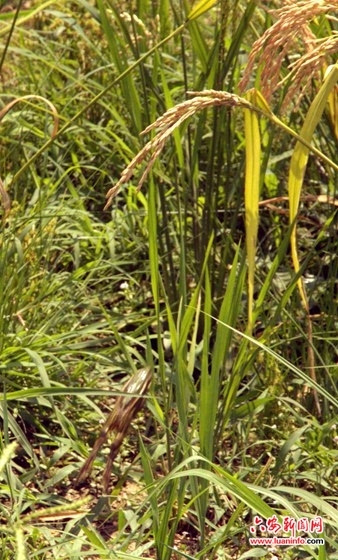 【ky.com】这新打野是真的顶 TES完胜LGD引发热议(图3) 【ky.com】这新打野是真的顶 TES完胜LGD引发热议(图3)