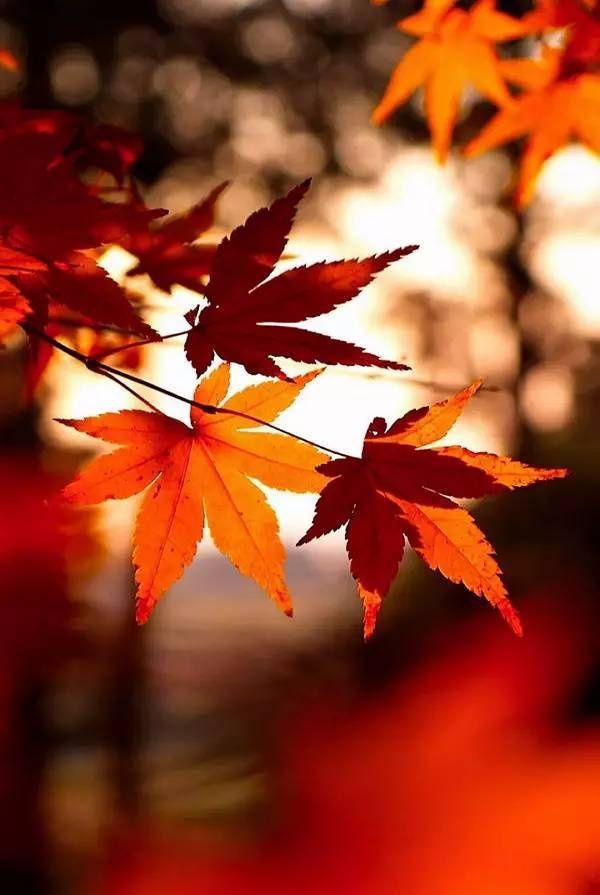 ‘ky.com’“直播述职”，这个创新可以有_时事政治_中公教育网(图3)