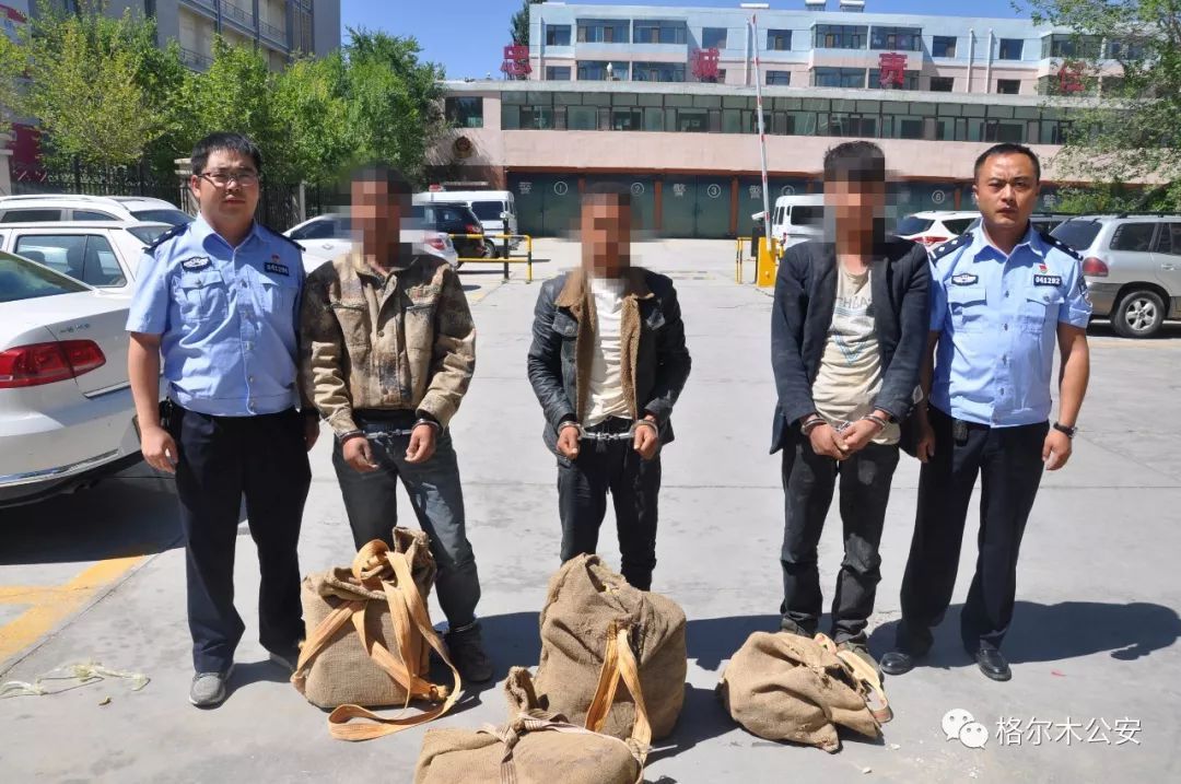 中华鲟多少钱一斤?中华鲟人工养殖注意事项:kycom(图3) 中华鲟多少钱一斤?中华鲟人工养殖注意事项:kycom(图3)