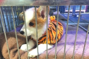 kycom_9.21云顶之弈更新：法师加强 海克斯削弱(图1)