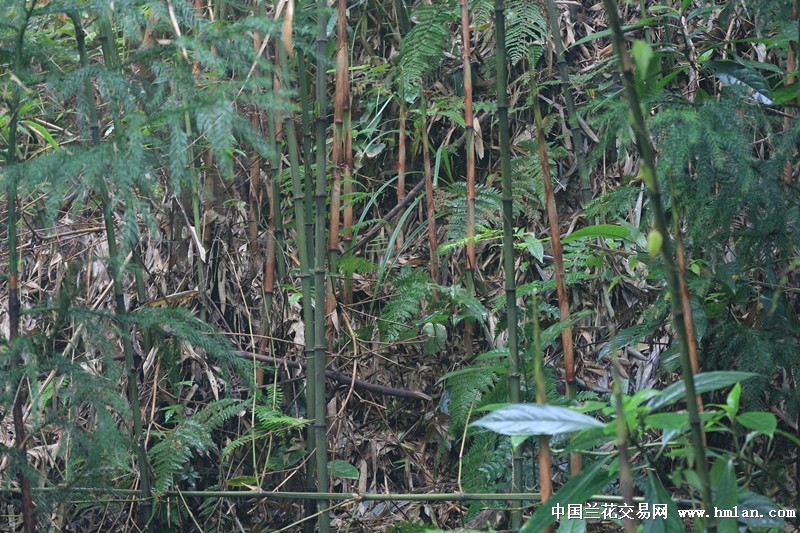 【kycom】三冠王对阵欧洲霸主 SKT和G2谁能出线(图2) 【kycom】三冠王对阵欧洲霸主 SKT和G2谁能出线(图2)