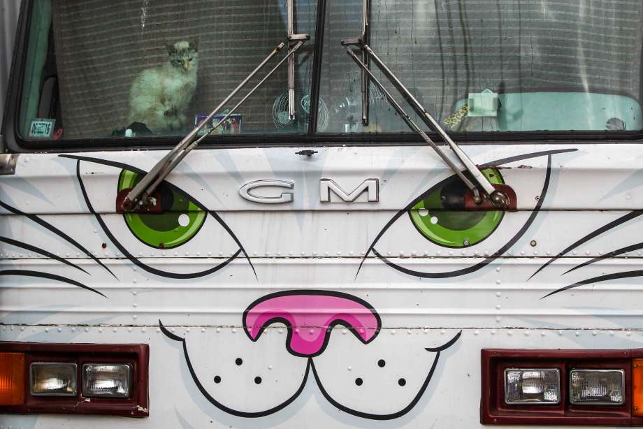 今日鲟鱼价格多少钱一斤?有哪些功效作用?清蒸鲟鱼如何做?‘kycom’(图2) 今日鲟鱼价格多少钱一斤?有哪些功效作用?清蒸鲟鱼如何做?‘kycom’(图2)