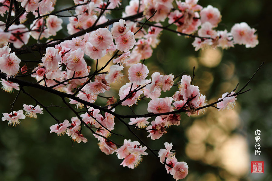 今日韭菜多少钱一斤？临近元旦，各地韭菜行情走势预测-kycom(图2)