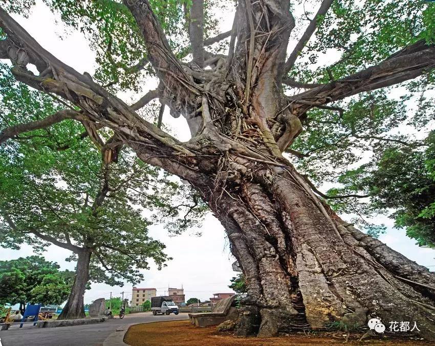 kycom：定水镇致富案例：玉睿柚带来高效益(图1)